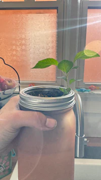 a person holding a mason jar with a plant in it