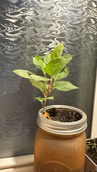 a plant in a mason jar on a window sill